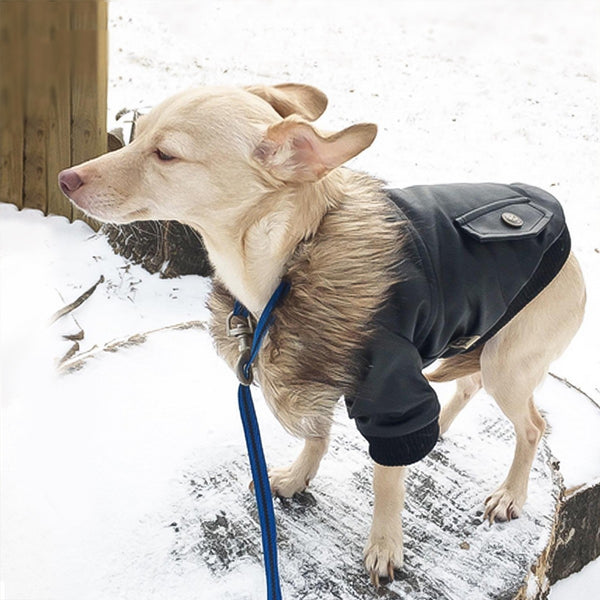 Fur Collar Leather Coat For Dog